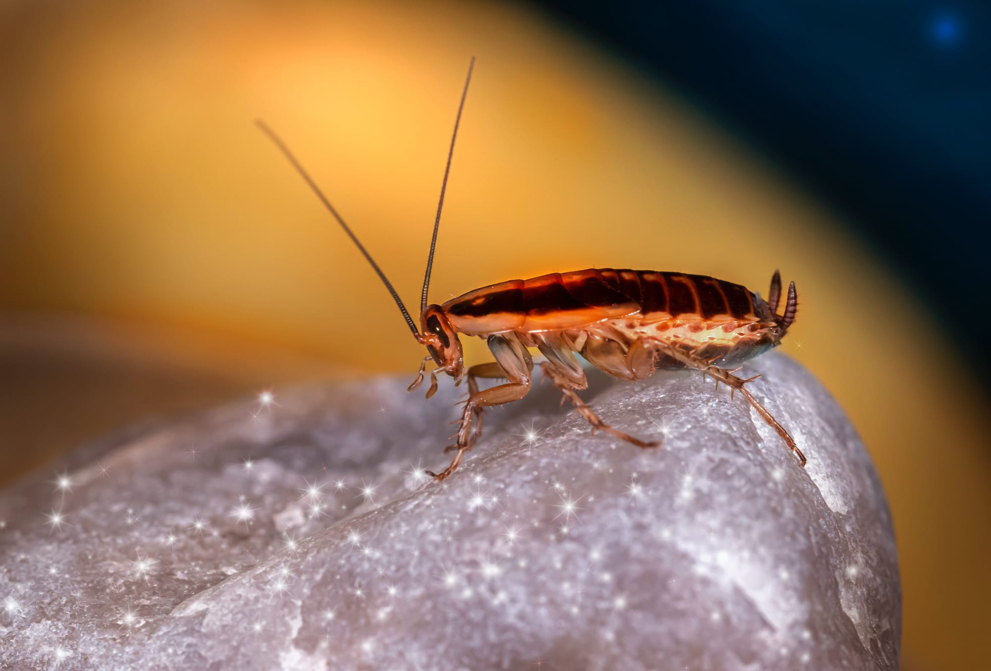 Meat Companies Exploring Insect Protein: What Consumers Need to Know