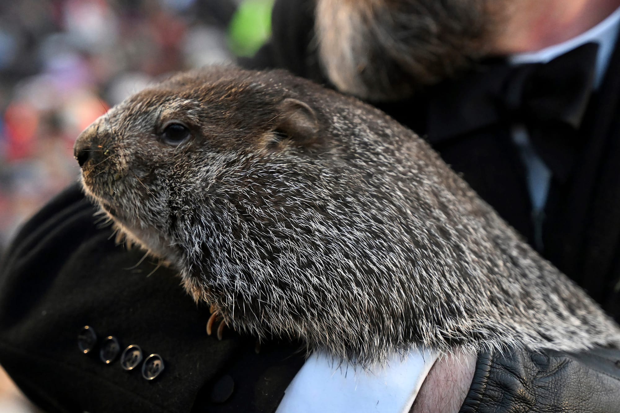 Spring Fever Alert: Punxsutawney Phil Foresees an Early Thaw!