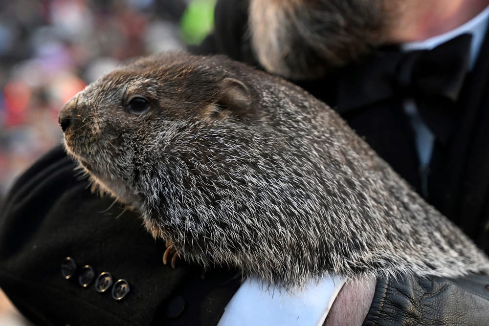 Spring Fever Alert: Punxsutawney Phil Foresees an Early Thaw! post image