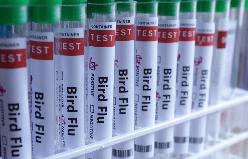 Finland Is The First Country To Offer Bird Flu Vaccination Amid Skepticism and Fear Tactics Allegations post image