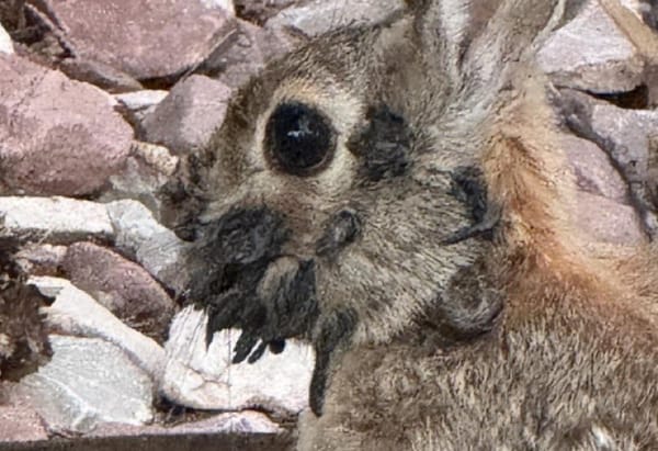 Tentacle Rabbits Invade Colorado Rockies, Baffling Wildlife Experts post image